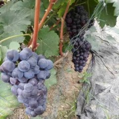 陕西大荔夏黑葡萄，青提葡萄最新价格