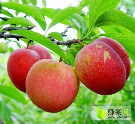 2015年陕西大荔红布林价格