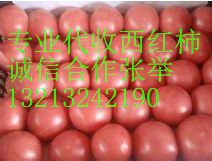2015年河南中牟硬粉价格