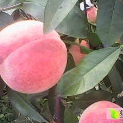 2015唐山蜜桃个大色好口感甜