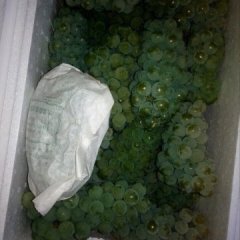 陕西大荔青提葡萄上货量大