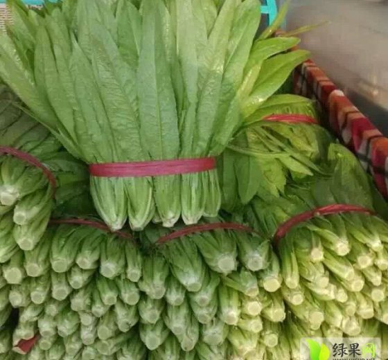 2015年河北永年油麦菜价格