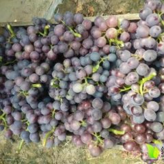 山东金乡，供应优质葡萄