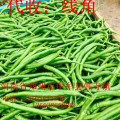 河南中牟线椒辣椒产销两旺