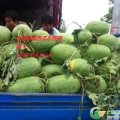 山东东明庆红宝西瓜随行就市