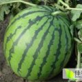 吉林公主岭嘎嘎甜的大西瓜已上市