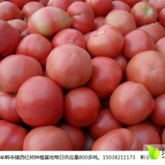 2015中牟西红柿现在订货有惊喜