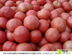 2015中牟西红柿现在订货有惊喜