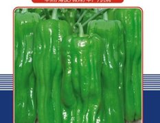 韩国超级薄皮王椒辣椒种子--美惠