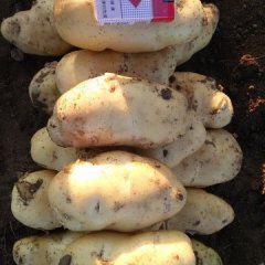 兴城沙后杨刚7月荷兰十五土豆