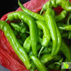 2015金川辣椒值得出手