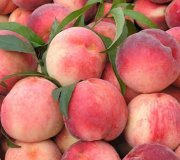 2015沂源蜜桃价格波动不大