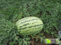 会宁西瓜口感爽口