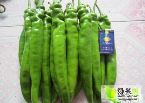 2015年山东青州喜羊羊尖椒价格