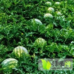 凌海右卫地雷瓜产销两旺