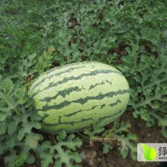 会宁西瓜聚焦市场,郭城魏永万诚信合作