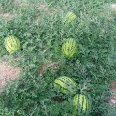 甘肃会宁金华一号西瓜欢迎合作