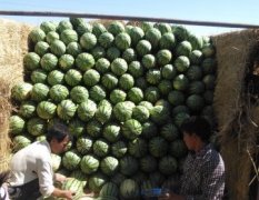 新疆吐鲁番西瓜五月二十号开始上市