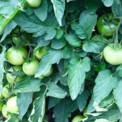 2015金凤西红柿值得出手