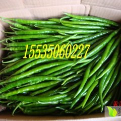 山西忻府线椒辣椒名扬天下