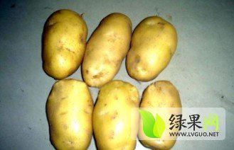 河北唐山市荷兰十五土豆 张金良代收荷兰土豆