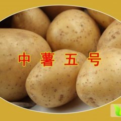 河北玉田中薯系列土豆口感爽口