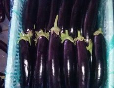 2015沂南茄子今年价格有看点