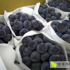 套袋京亚葡萄降价啦！！！！