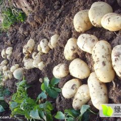 公主岭怀德李选成7月荷兰十五土豆