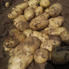 河北围场荷兰十五土豆品质优良