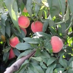 大荔范家翟江涛8月秦王桃蜜桃