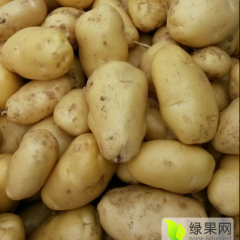 围场荷兰十五上市朝阳王振林诚信合作