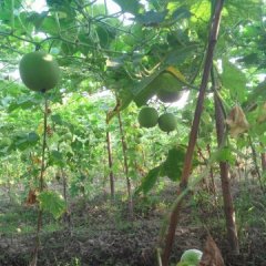 建阳崇雒香芋冬瓜价格适宜