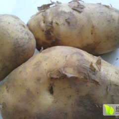 凌海土豆收购以开展:右卫黎刚8月荷兰土豆