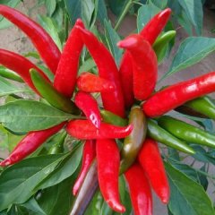 天宇辣椒大量上市