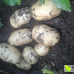 河北围场荷兰十五土豆聚焦市场