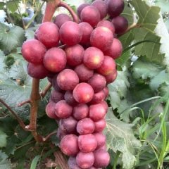 辛集红无核葡萄香甜可口秦培莲诚信合作