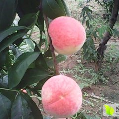 遵化河北北京14号桃蜜桃