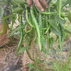 尉氏辣椒早买早赚,河南马学军诚信合作