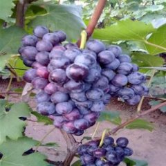 陕西大荔夏黑葡萄批发价格