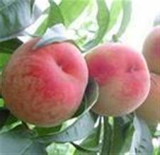 陕西毛桃种植基地