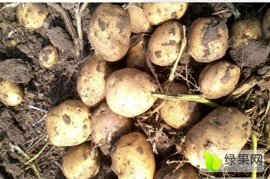 2015年吉林公主岭尤金885土豆价格