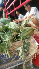 河南夏邑万亩冠龙西瓜基地，大量上市了！