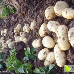 公主岭怀德延薯四号土豆个大、耐储存、抗运输