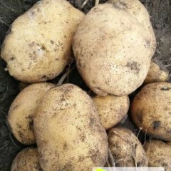 公主岭怀德延薯四号土豆个大均匀，口感好