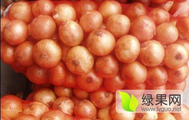黄皮、红皮洋葱欢迎采购量大价优