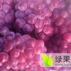 2015柏乡巨峰葡萄抓住商机