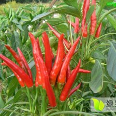 2015鄄城辣椒抓住商机无限