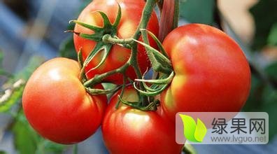 供应大量优质西红柿价格适宜