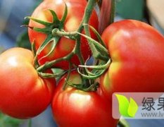 供应大量优质西红柿价格适宜